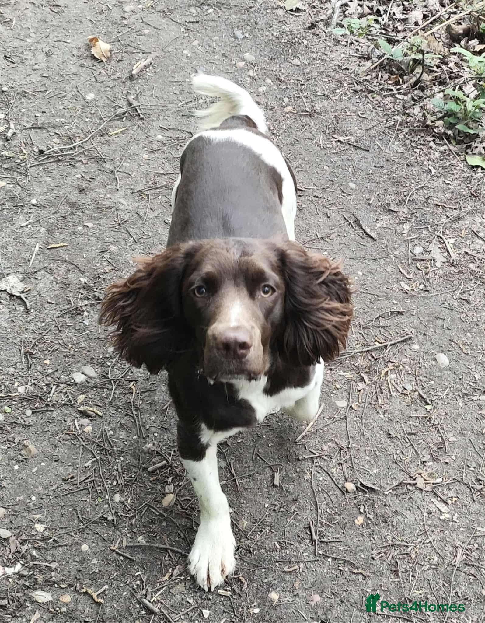 English Springer Spaniel dogs KC registered English Springer Spaniel for stud - Advert 4