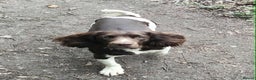 English Springer Spaniel dogs for stud: KC registered English Springer Spaniel for stud - Advert 1