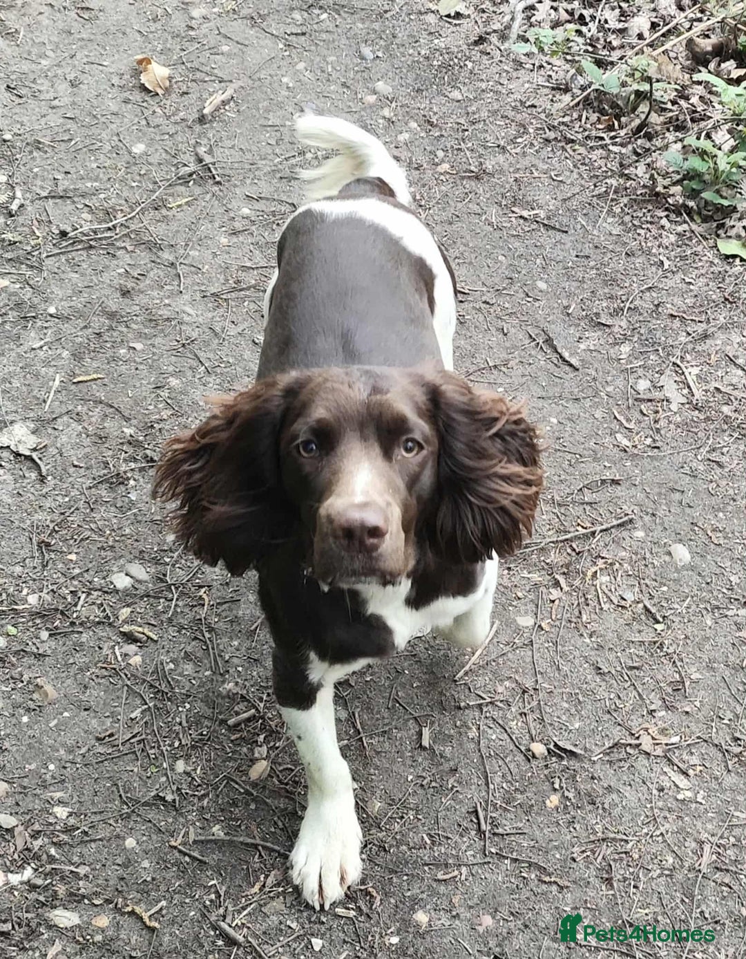 English Springer Spaniel dogs for stud: KC registered English Springer Spaniel for stud - Advert 1