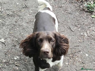 English Springer Spaniel dogs - Advert 12
