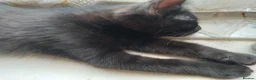 Mixed Breed cats for sale:  male kitten looking for loving forever home  - Advert 4