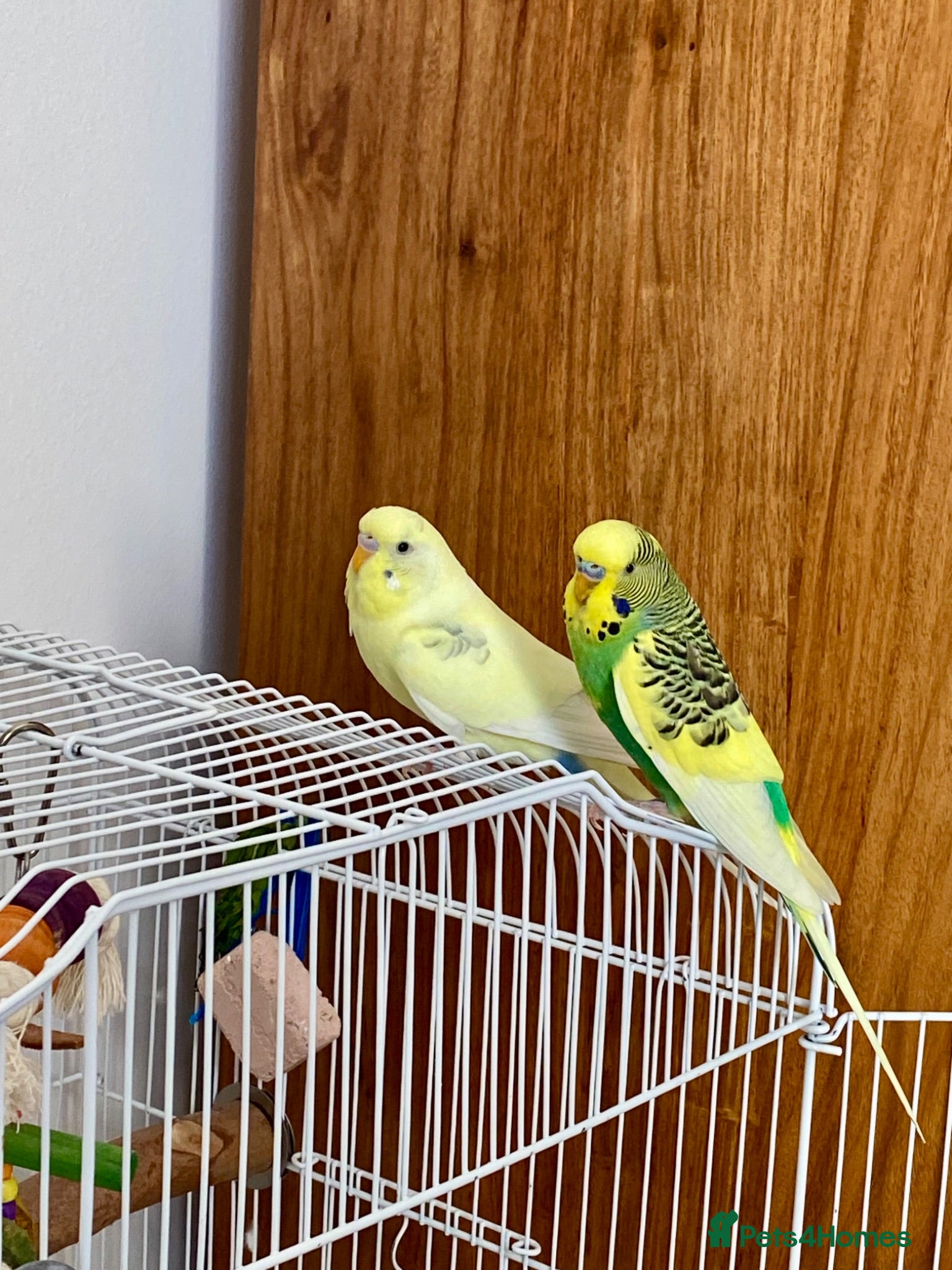 Budgerigars birds Pair of Budgies - Advert 1