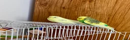 Budgerigars birds for sale: Pair of Budgies in Newbury - Advert 1
