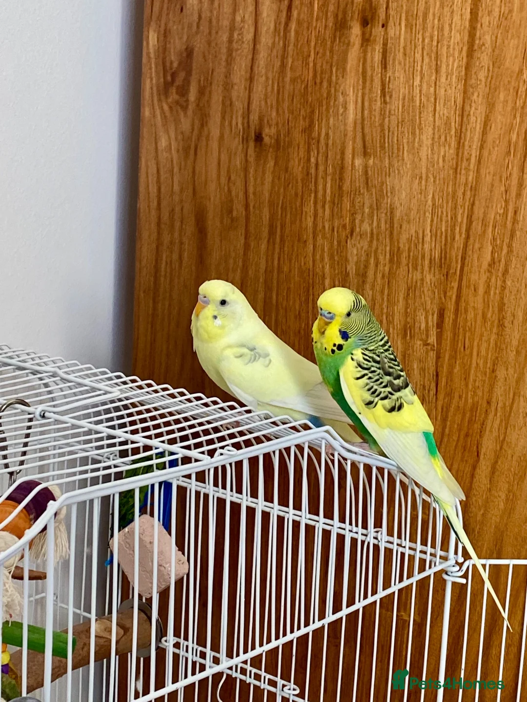 Budgerigars birds for sale: Pair of Budgies in Newbury - Advert 1