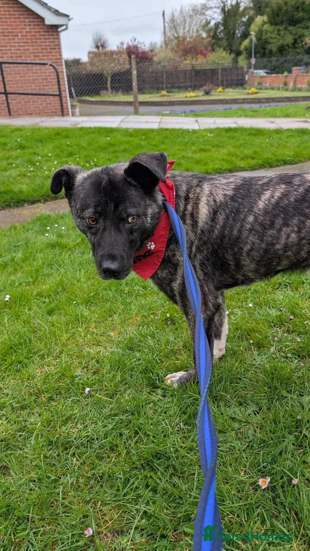 Mixed Breed dogs for adoption: Jasper - Norwich Norfolk  - Advert 15