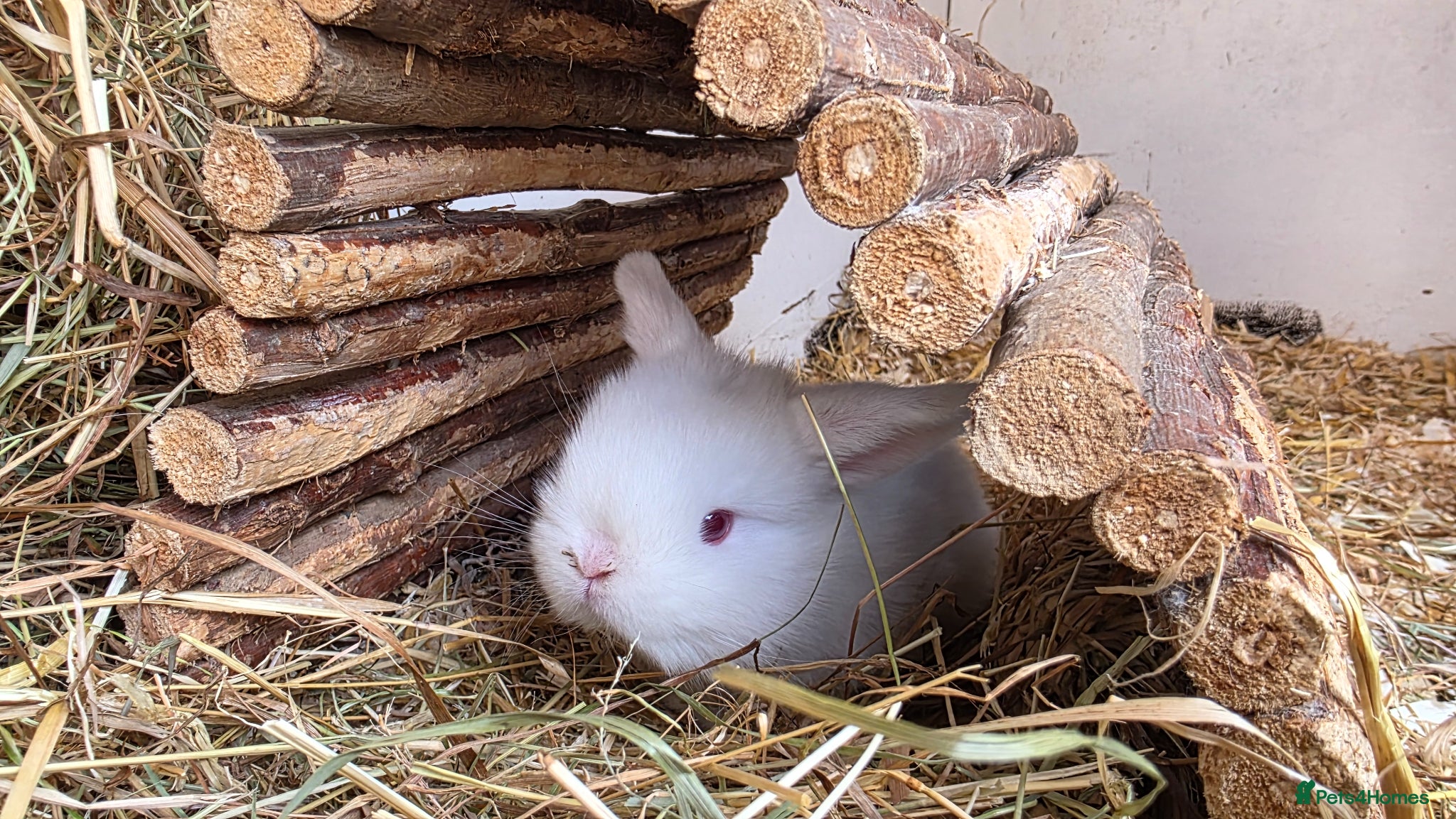 Mini Lop rabbits Beautiful pedigree Mini Lops  - Advert 17