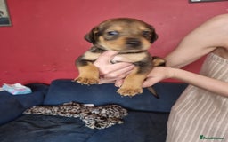 Mixed Breed dogs for sale: Doberman X Labrador puppies  - Image 7
