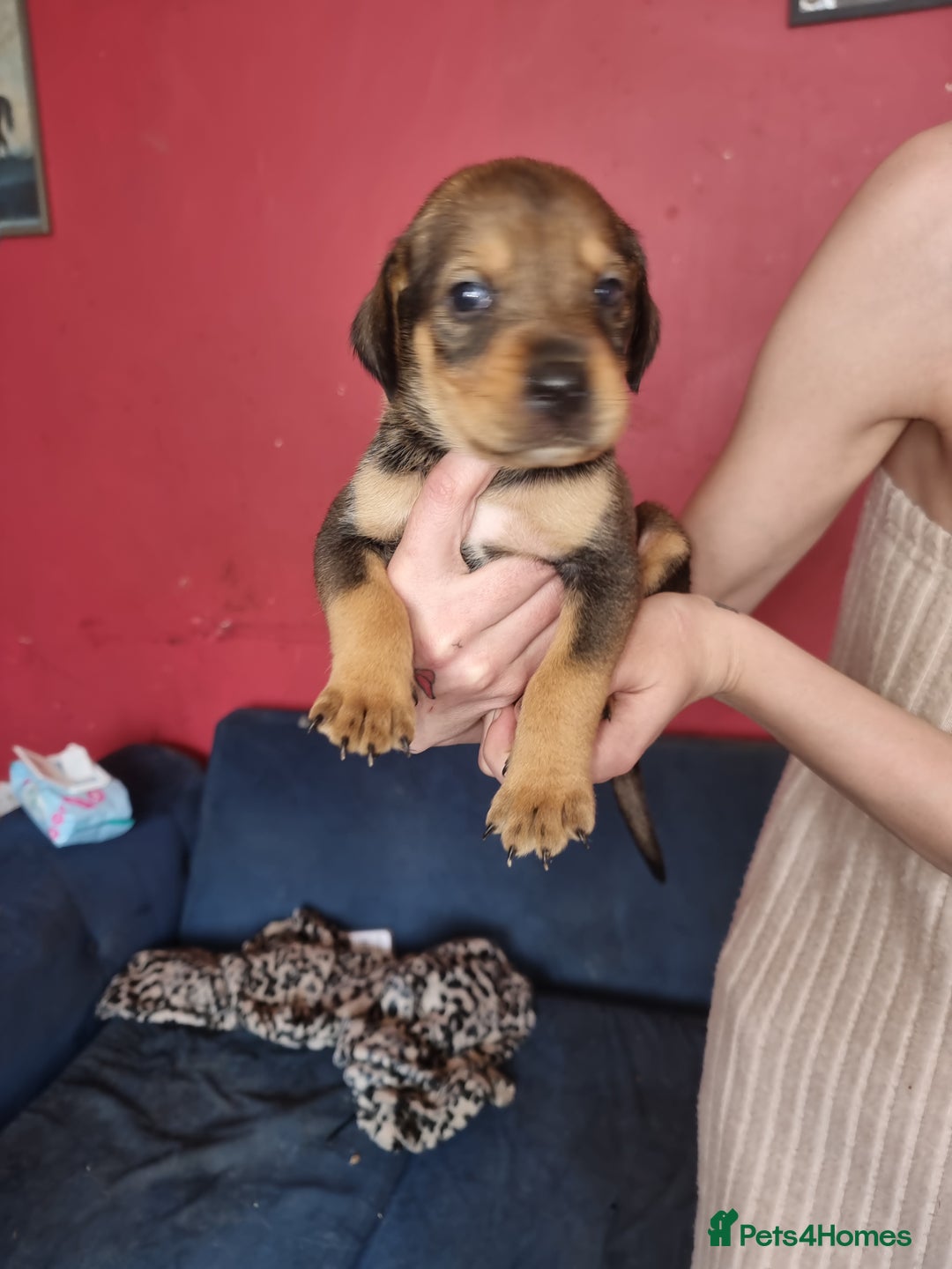Mixed Breed dogs for sale: Doberman X Labrador puppies  - Image 7