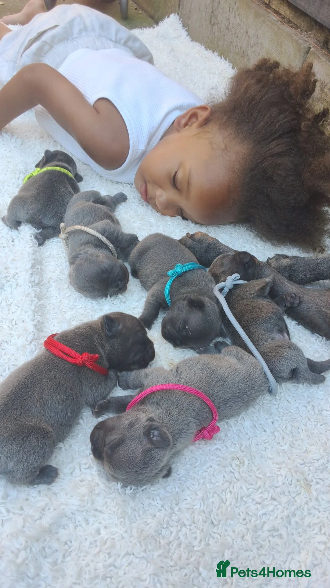 French Bulldog dogs for sale: Blue FrenchBulldog Puppies 3 Generations of Health - Advert 1