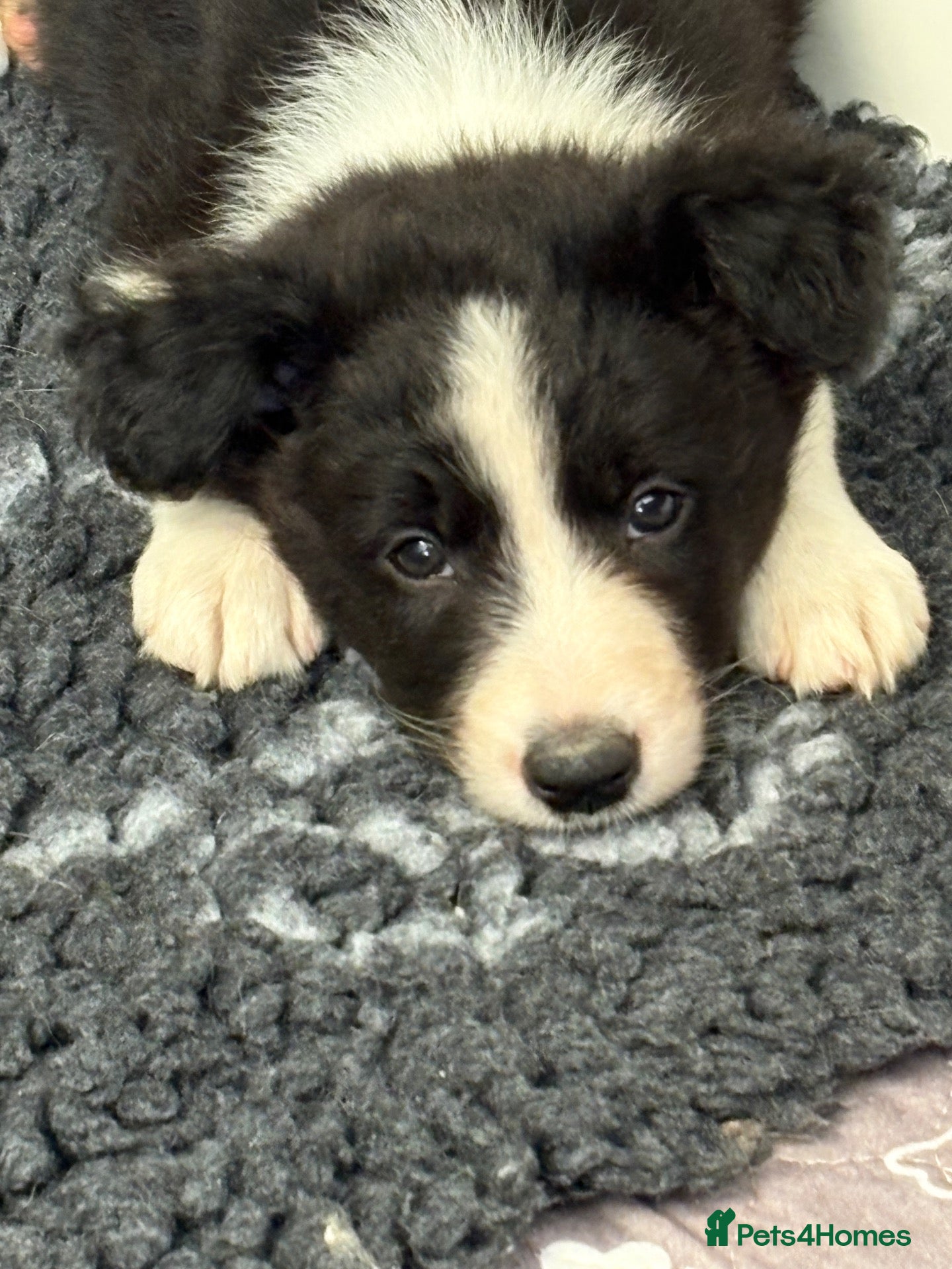 Border Collie dogs Stunning Border Collie puppies - Advert 5