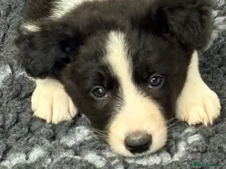 Border Collie dogs Stunning Border Collie puppies - Advert 1