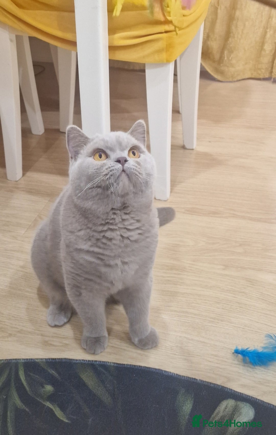 British Shorthair cats for stud: Amasing British Shorthair Lilac for stud - Image 2
