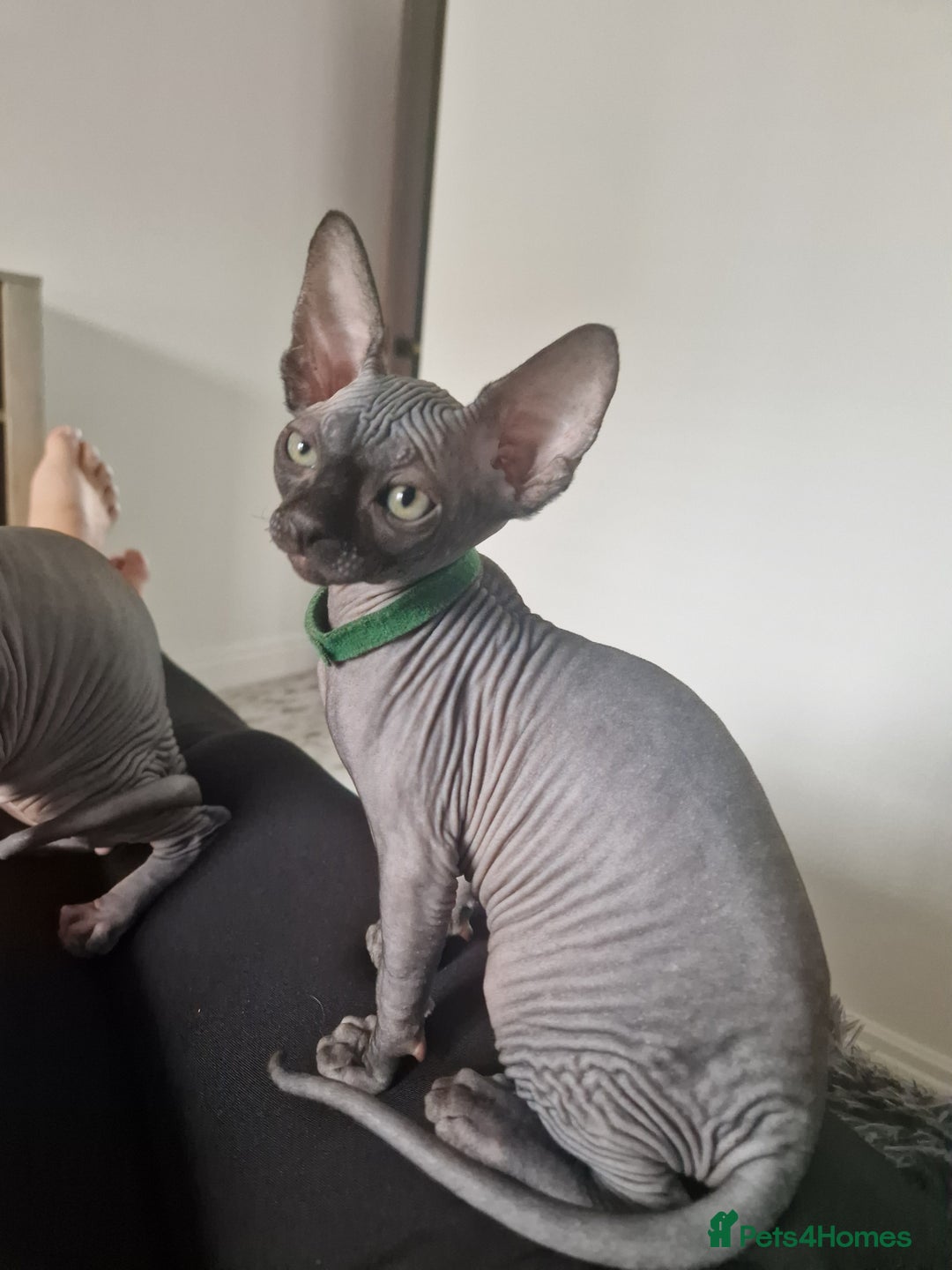 Sphynx cats for sale: Last boy TICA registered  - Image 23