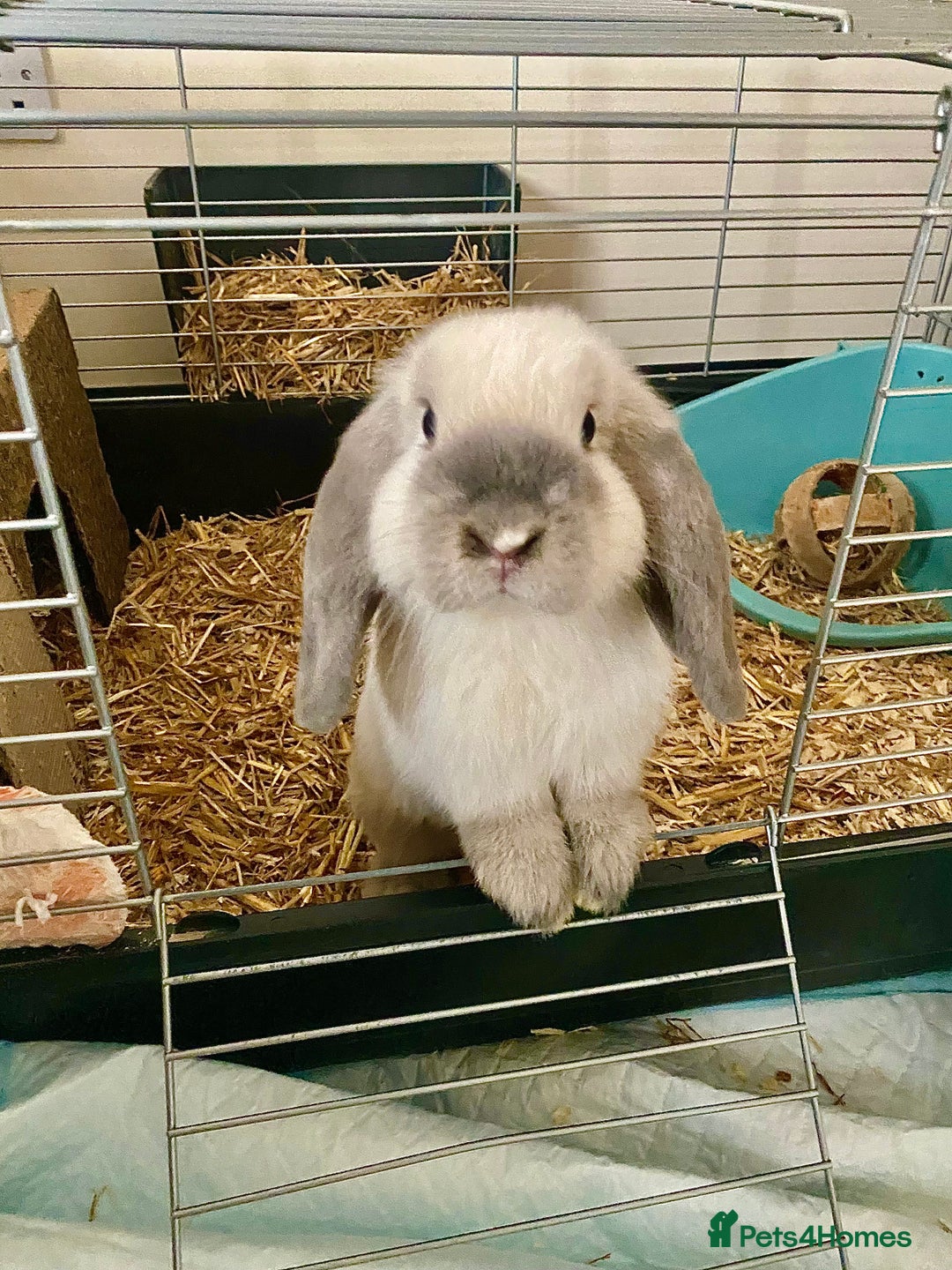 Mini Lop rabbits for sale: Female mini lops for sale  - Advert 3