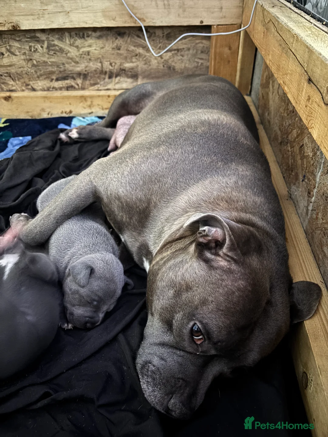 Staffordshire Bull Terrier dogs for sale: Staffy pups  - Advert 10