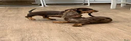 Dachshund dogs for sale: Dachshund is your friend forever  - Advert 16