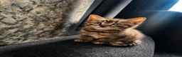 Mixed Breed cats for sale: KITTENS FOR SALE NEED GONE ASAP - Advert 6