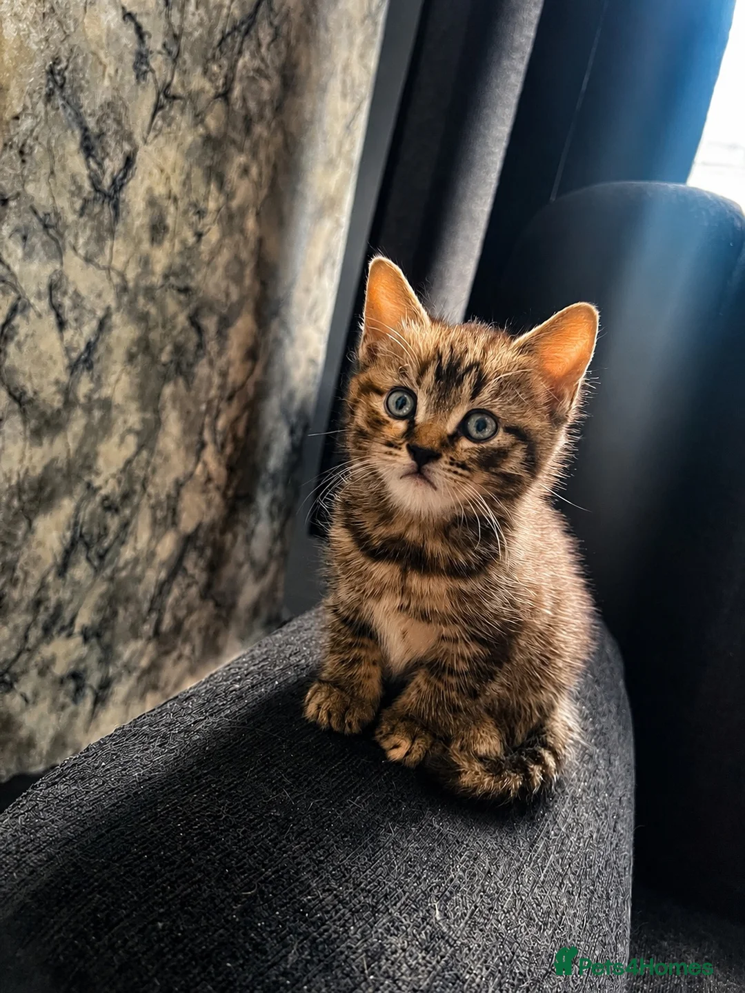 Mixed Breed cats for sale: KITTENS FOR SALE NEED GONE ASAP - Advert 6