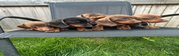 Miniature Dachshund dogs for sale: Beautiful dachshund puppy ready to leave  in Accrington - Advert 6
