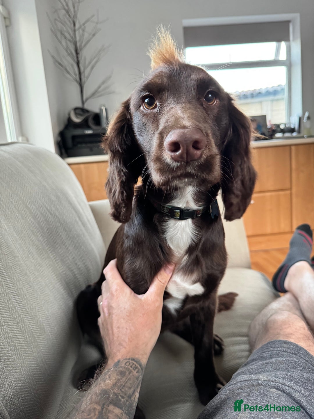 Cocker Spaniel dogs for sale: Chocolate Cocker  - Advert 6