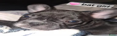 French Bulldog Puppy 3: BATGIRL