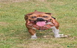 Staffordshire Bull Terrier dogs for sale: FUTURE RED PERFECTION KC PUPPIES - Image 3