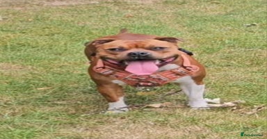 Staffordshire Bull Terrier dogs - Advert 7