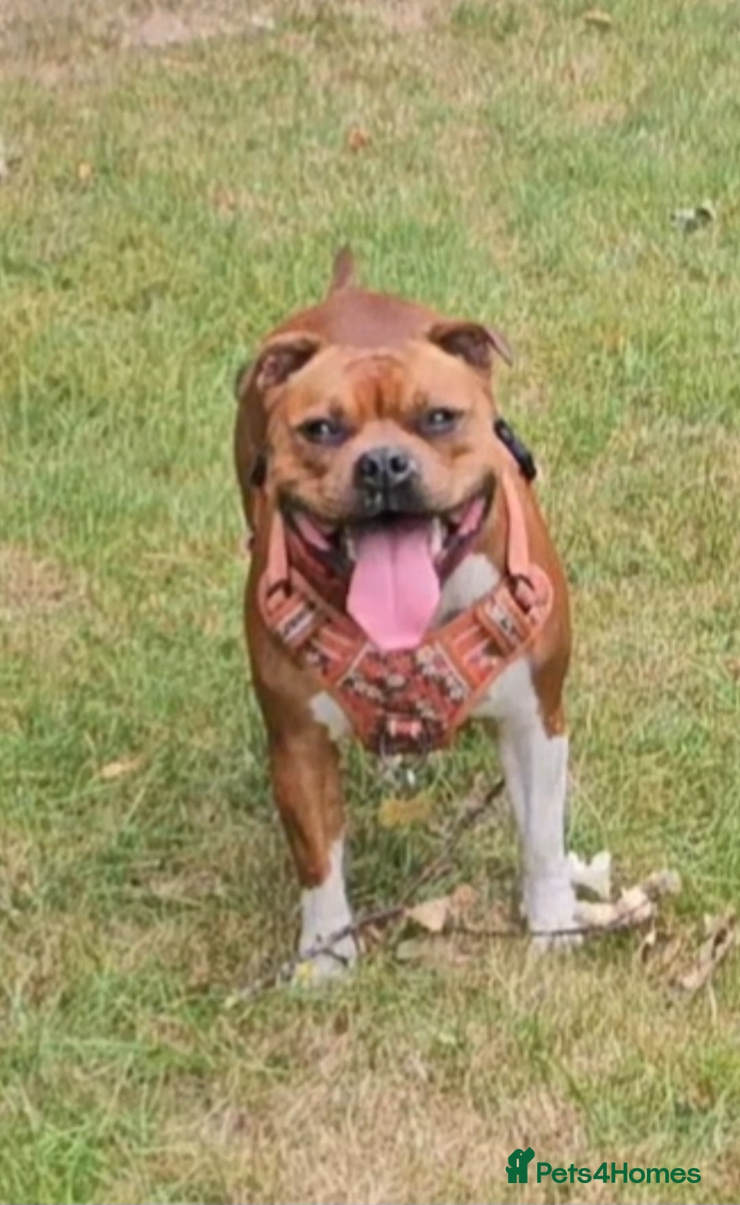 Staffordshire Bull Terrier dogs for sale: FUTURE RED PERFECTION KC PUPPIES - Image 3