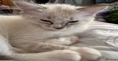 Ragdoll cats - Advert 6