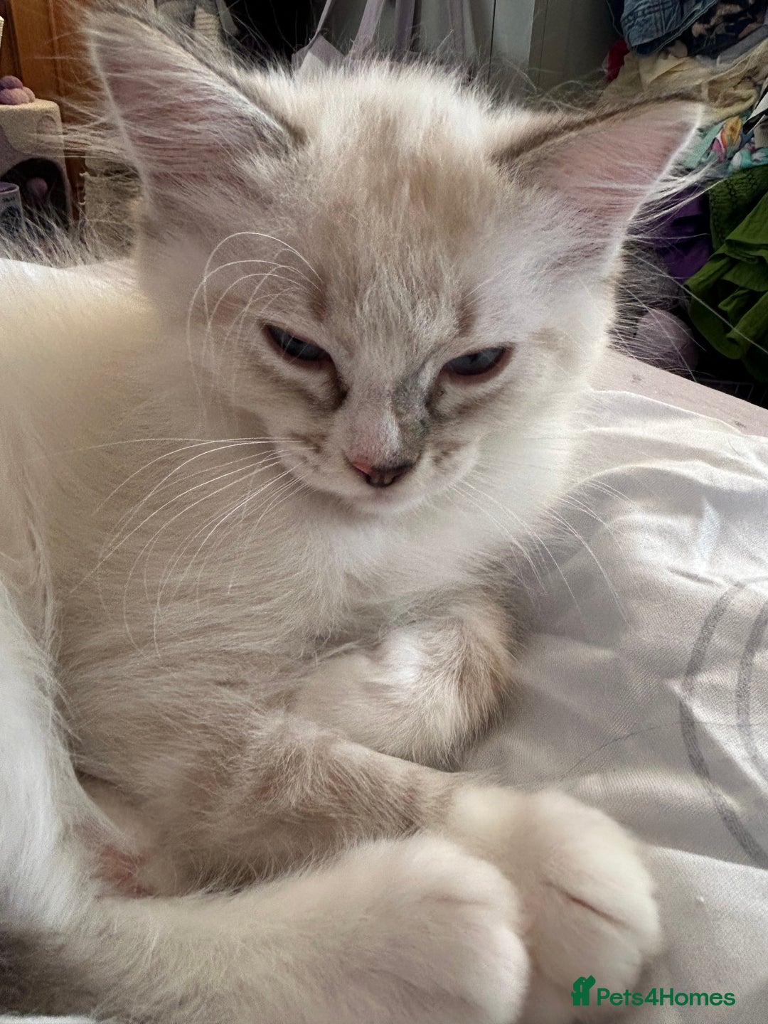 Ragdoll cats for sale: 😻 2 HANDSOME 11 WEEK OLD MALE RAGDOLL KITTENS 😻 - Image 15