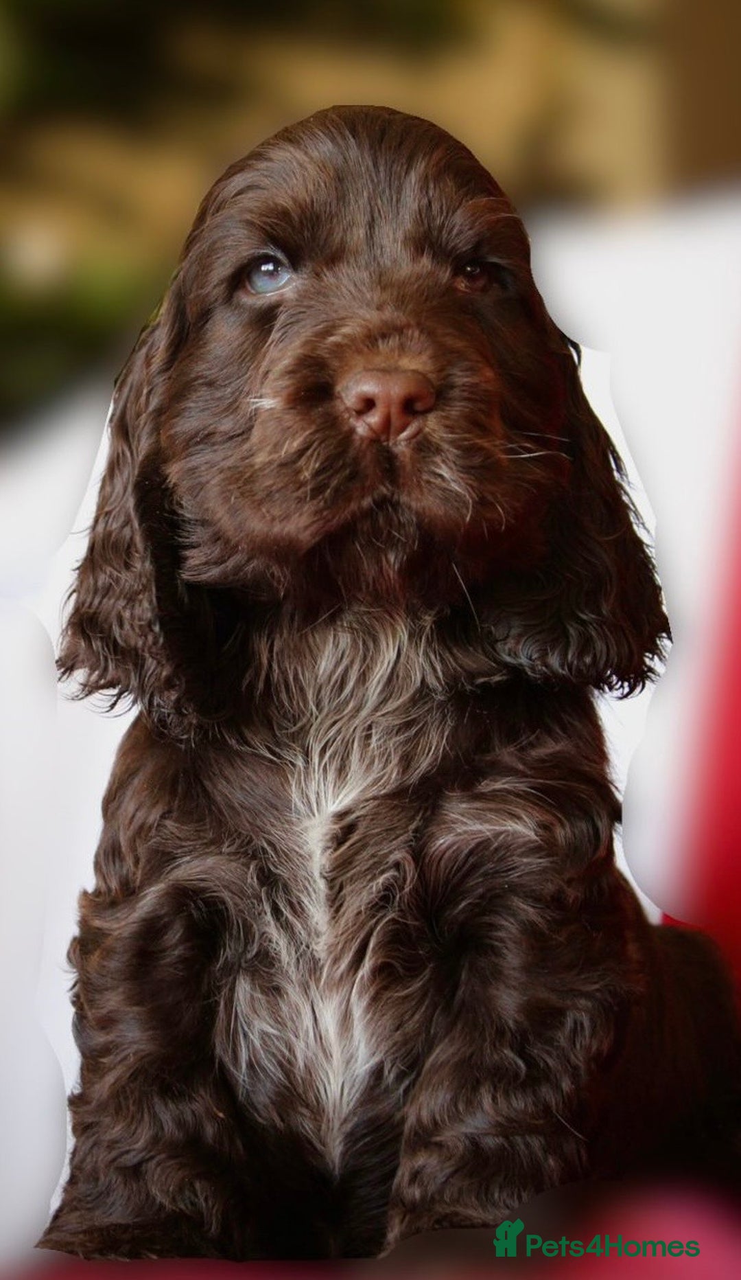 Cocker Spaniel dogs for sale: KC Registered Show Cocker Spaniel Puppies - Advert 12