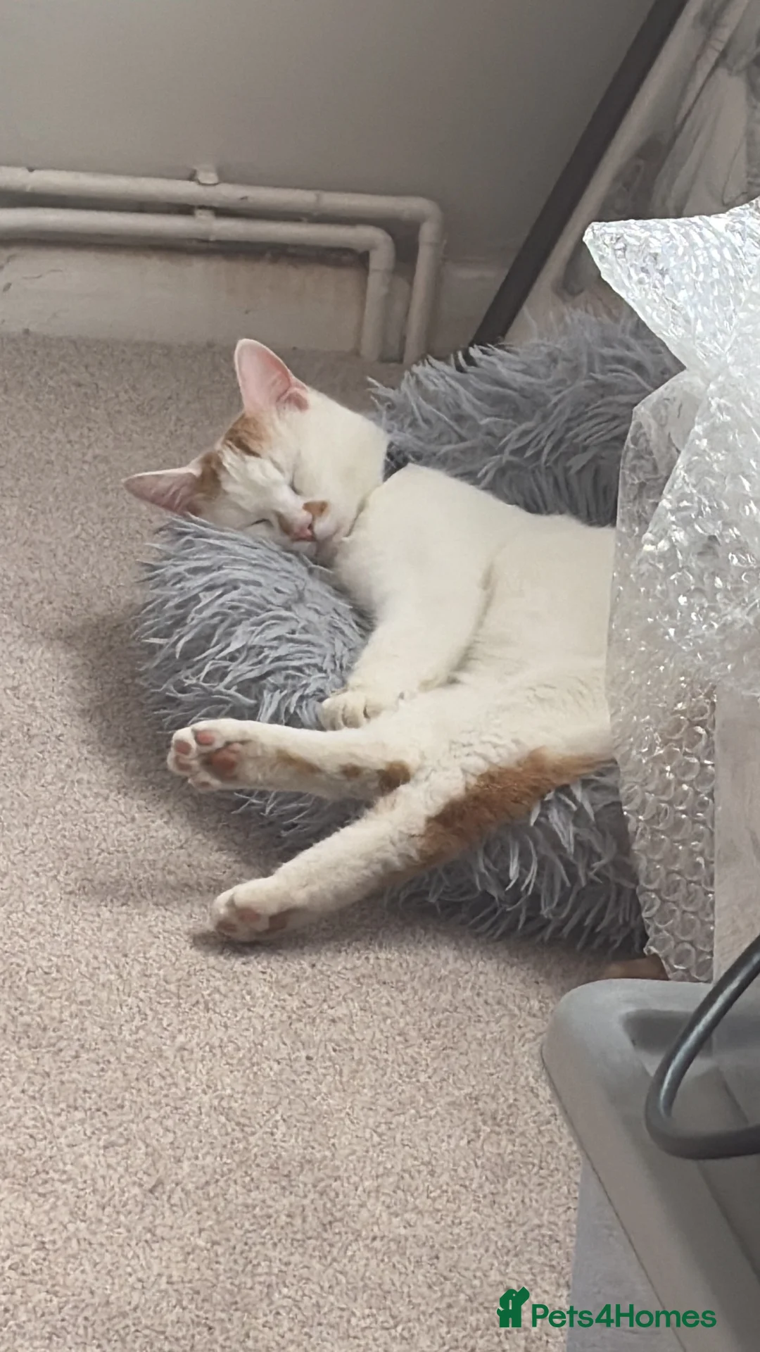 Mixed Breed cats for sale: 2 year old Chai for adoption - Advert 7
