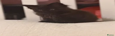 Maine Coon 6
