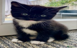 Mixed Breed cats for sale: Lovely, amazing Tabby girl looking for home💘 - Image 14