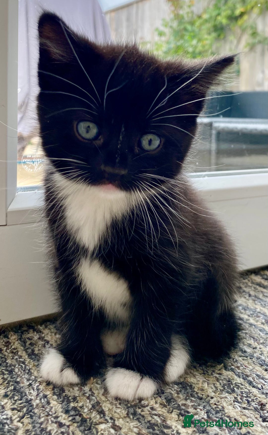 Mixed Breed cats for sale: Lovely, amazing Tabby girl looking for home💘 - Image 14