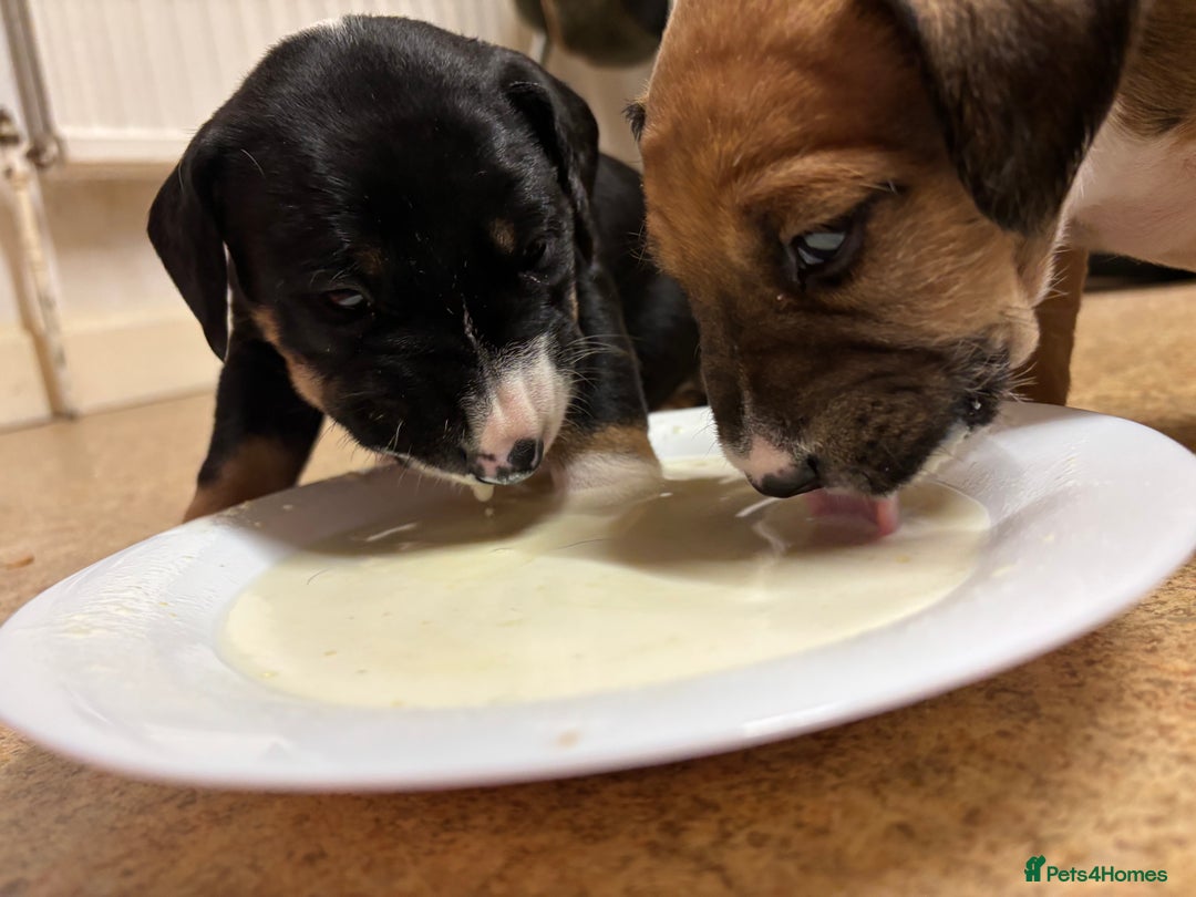 Mixed Breed dogs for sale: English Bull Terrier mixed puppies for sale - Image 6
