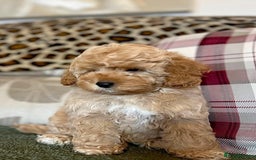 Cockapoo dogs for sale: Winnie F1b Golden Cockapoo Girl - Ready Now - Image 9