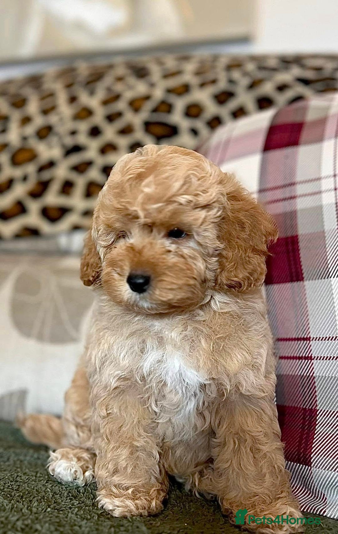 Cockapoo dogs for sale: Winnie F1b Golden Cockapoo Girl - Ready Now - Image 9