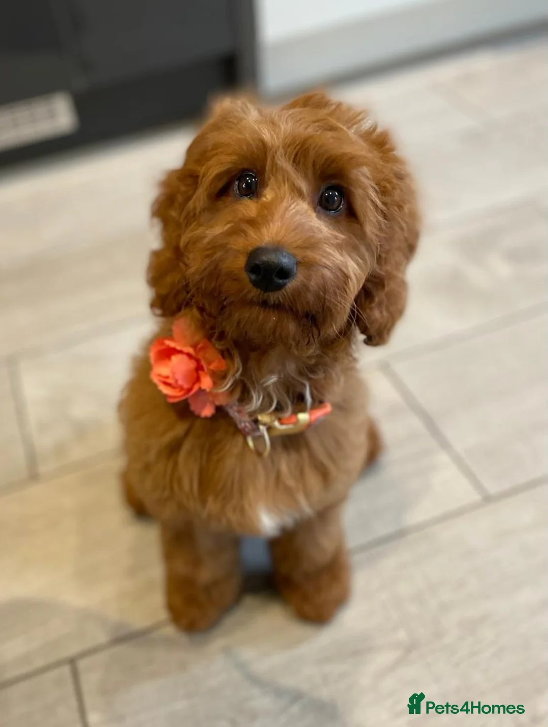 Miniature Poodle dogs for stud: Our Very handsome, charming Red Miniature Poodle  in Warrington - Advert 14