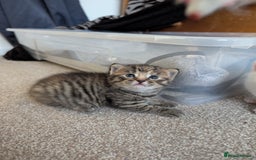 Mixed Breed cats for sale: 2 Beautiful kittens  - Image 7