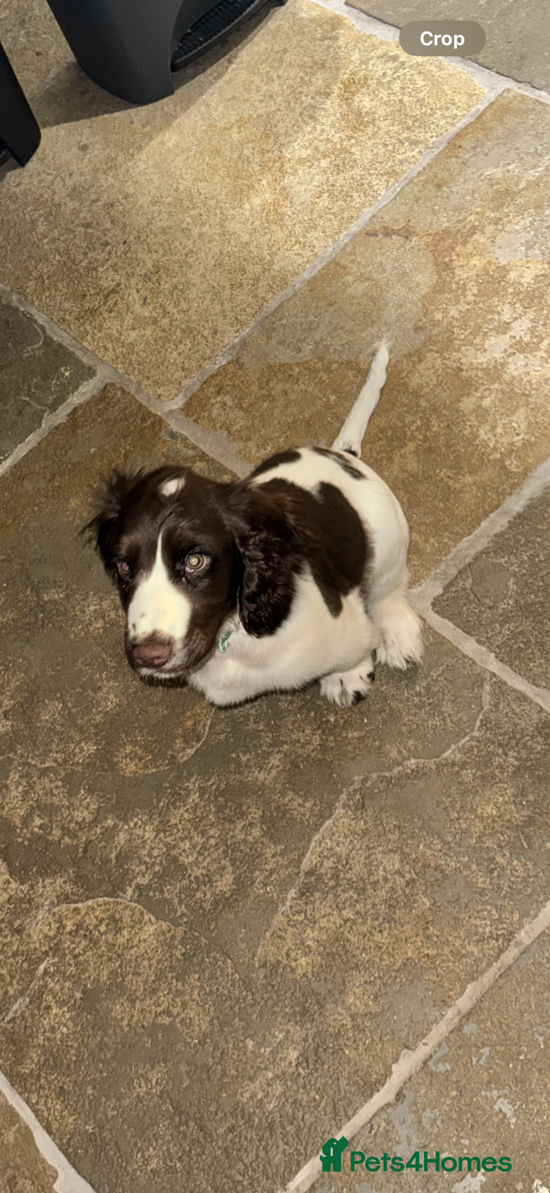 Cocker Spaniel dogs for sale: 4 months old male Cocker Spaniel For Sale - Advert 5
