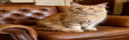 Maine Coon cats for sale: Ginger Maine Coon Female - Advert 5