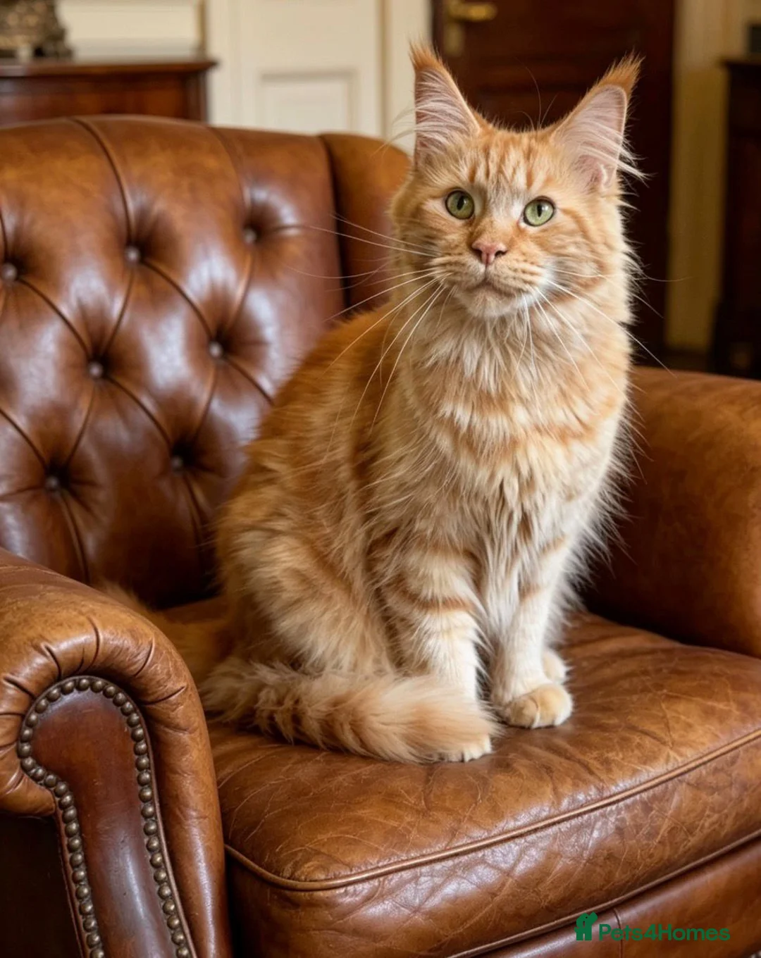 Maine Coon cats for sale: Ginger Maine Coon Female - Advert 5