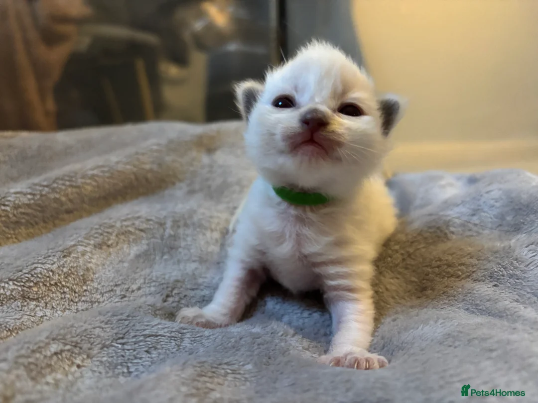 Ragdoll cats for sale: ✨5 blue point and 1 lilac ragdoll kittens ✨ - Advert 34