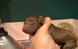 Australian Labradoodle dogs for sale: Healthy tested true Australian Labradoodle pups - Image 8