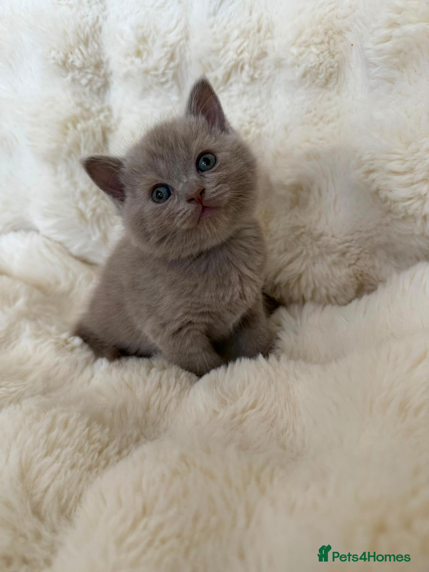 British Shorthair cats Beautiful British kittens.Only 2 kittens Available - Advert 6