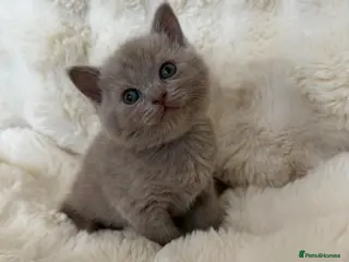 British Shorthair cats Beautiful British kittens.Only 2 kittens Available - Advert 6