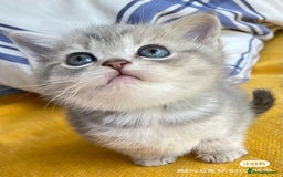 British Shorthair cats for sale: Gorgeous pure breed colour point and golden kitten - Image 27