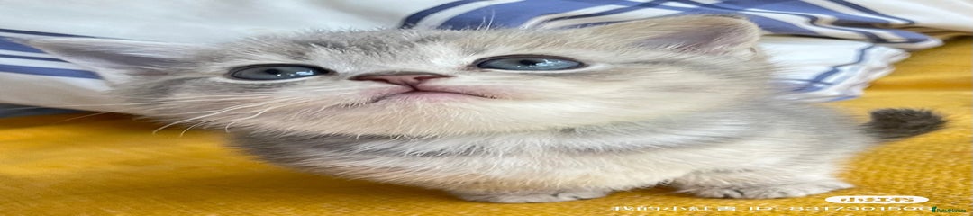 British Shorthair blue golden Kitten 