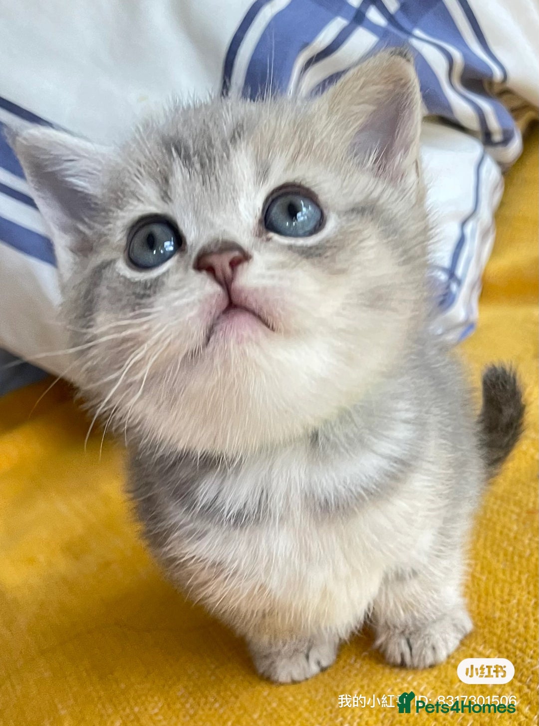 British Shorthair cats for sale: Gorgeous pure breed colour point and golden kitten - Image 27